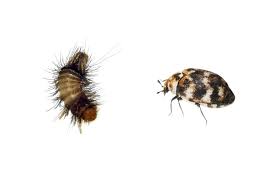carpet beetles and how to get rid of