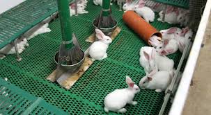 Rabbit meat contains the least amount of fat among all the other available meats. Rabbit Welfare Compassion In World Farming