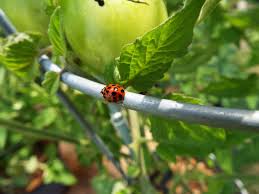 ladybugs for natural pest control