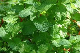 The hybrid herb has a smooth stem, fibrous roots, dark green leaves and. Spearmint Mentha Spicata Growing Planting Caring