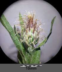 File:Centaurea stenolepis sl22.jpg - Wikimedia Commons
