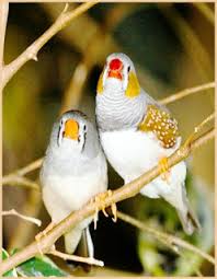 Mengenal burung emprit jepang beserta harganya. Mengenal Burung Pipit Emprit Jepang Atau Finch Dan Cara Beternak Burung Finch