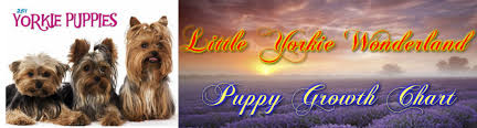 Puppy Growth Chart Little Yorkie Wonderland