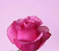 pink rose flowers photos free
