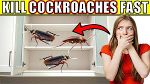 of roaches in kitchen cabinets