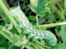 tomato hornworms