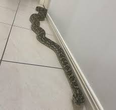couple shocked to find 8 foot python in