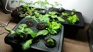 Easy to make hydroponic system for growing vegetables and herbs