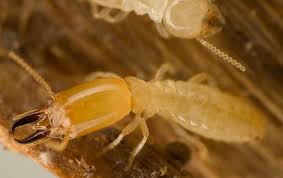 subterranean termites innovative pest