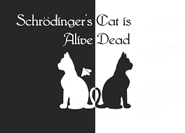 Image result for schrodinger cat