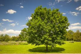 maple tree varieties diseases care