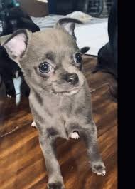 Click here to see listings from other chihuahua breeders. Blue Chihuahua With Blue Eyes In Davisburg Michigan Hoobly Classifieds Blue Chihuahua Chihuahua Puppies For Sale Chihuahua Puppies