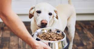 7 best dog foods for allergies in 2023