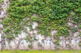 Climbing Plant Creeper Or Ivy Climb On