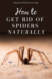 How To Get Rid Of Spiders Naturally And