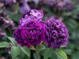 12 awesome dark purple rose varieties