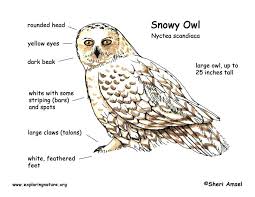 Snowy Owl Classification Snowy Owl Genus Milliejohnson Club