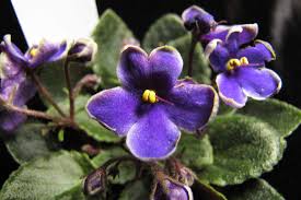 One may buy african violet potting soil or sterilize soil at home by baking it in the oven for about an hour at 250°. African Violets Sensational Saintpaulias You Can Grow At Home Epic Gardening