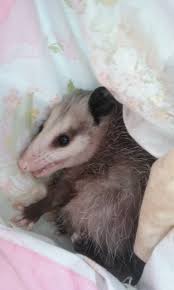 Check spelling or type a new query. Opossums Kentucky S Only Stunning Marsupial Fox Run Environmental Education Center