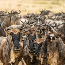 Africa, the land with an abundance of different kinds and species of animals. Animals Of Africa Big Five Small Five Shy Five Ugly Five Animals African Budget Safaris
