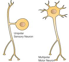 sensory affe neurons