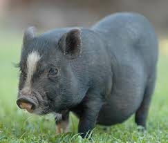 Tamworth pigs are originally from england and are smaller compared to some other breeds. A Pet Pig You Bet