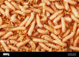 Fly larvae close-up as bait for fishing and medicine. Full screen  background Stock Photo - Alamy