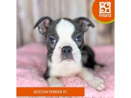 boston terrier puppy blue white id