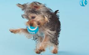best fetch toys for small dogs