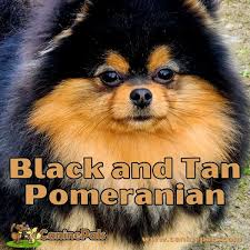 the black and tan pomeranian unleashed