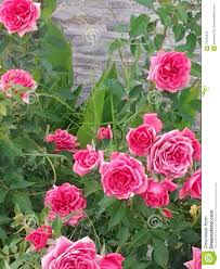 Mini Pink Roses In The Garden On Spring Beautiful Birthday Cart