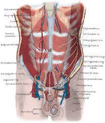 Human anatomy is the study of the shape and form of the human body. Anatomy Of The Lower Urinary Tract And Male Genitalia Abdominal Key