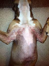 the itchies itchy staffy dog skin
