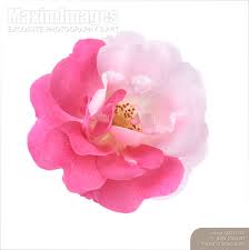 photo of damask rose bi color flower