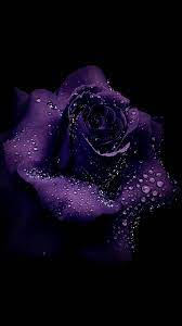 Purple Rose Art Wallpapers - Top Free ...
