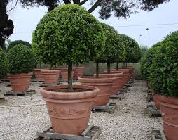 Large Terracotta Planters