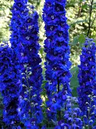 With a lovely purple, green, and yellow color, this flower will make an impression on any spring garden. Old Blue Perennials Forum Gardenweb Flowers Perennials Perennials Fall Perennials