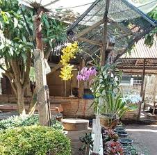 Balinea adalah bunga begonia bali yang penampilan dan warnanya sangat indah. Foto Bunga Taman Rumah Inilah Taman Bunga Di Rumah Saya Yang Di Kombinasikan Oleh Istri Taman Depan Rumah Dengan Pot Bunga Yang Kere Menanam Bunga Pot Tanam