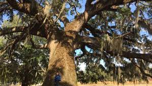 best oak trees of north florida