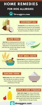 rashes in dogs home remedy