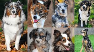 She needs to be the only dog in the home. Top 35 Australian Shepherd Mixes Hard Working Canine Companions Petvr Com