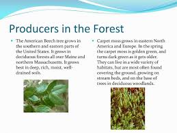 ppt deciduous forest biome powerpoint