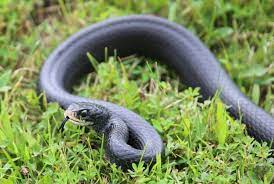 13 types of black snakes in florida