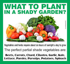What To Plant In A Partial Shade Garden