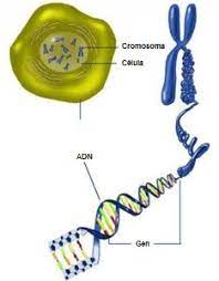 ADN, genes y cromosomas. - Elvihabilis.