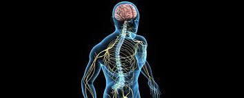 The nervous system is made up of a collection of nerves and specialized cells known as neurons tasked with transmitting signals from different parts of the body. Multiple Choice Questions On Nervous System Quiz The Nervous System