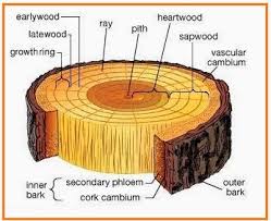 Hasil gambar untuk batang tumbuhan kayu