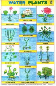 Indian School Posters School Posters Water Plants School