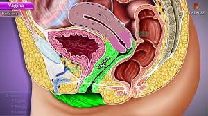 Vagina Anatomy - Parts, Blood supply, Nerve supply, Lymphatic Drainage and  Histology - YouTube