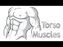 Choose from over a million free vectors, clipart graphics, vector art images, design templates, and illustrations created by artists worldwide! How To Draw Torso Anatomy Youtube